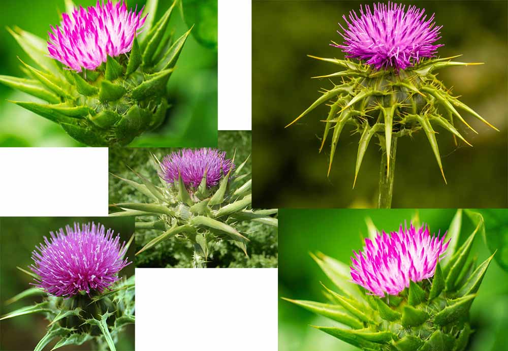 pegasti-badelj-slika